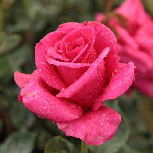 Rosa  Görgény - růžová - Stromkové růže s květmi čajohybridů - stromková růže s rovnými stonky v koruně